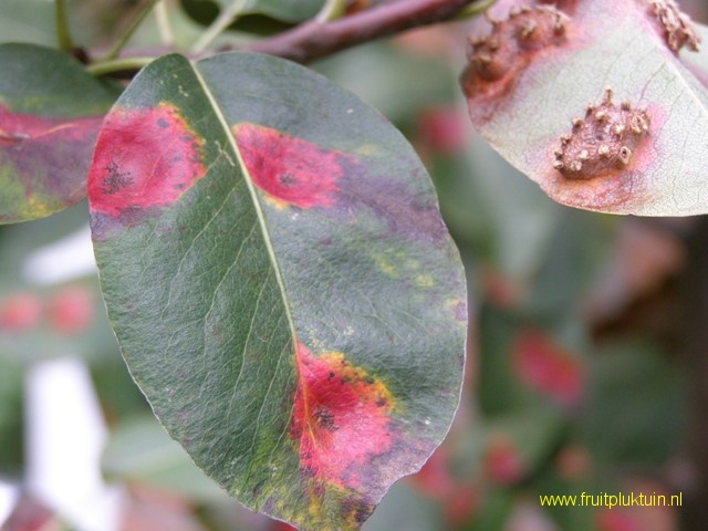 Perenroest; blad boven- onderkant